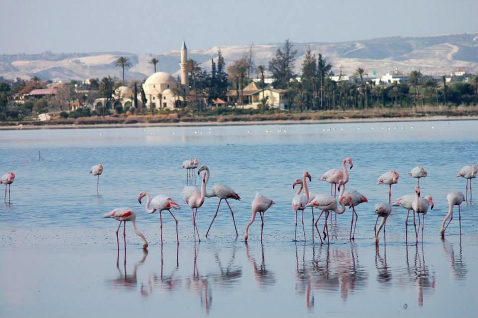 Penelope Court Apartment 102 Larnaca Dış mekan fotoğraf